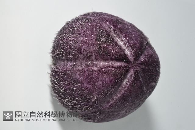 中華釜海膽藏品圖，第3張