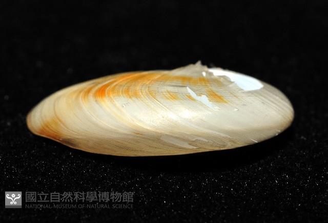 清平扁玉螺藏品圖，第3張
