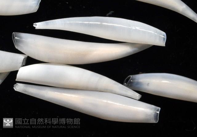 胖象牙貝藏品圖，第3張