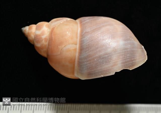 錫蘭鳳螺藏品圖，第3張