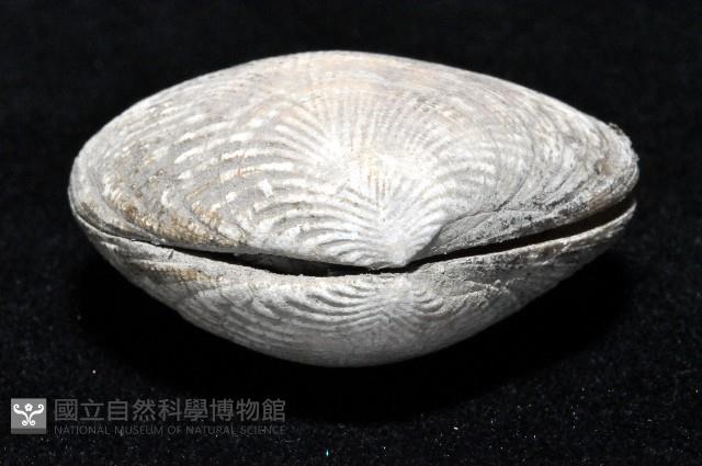 歧紋簾蛤藏品圖，第3張
