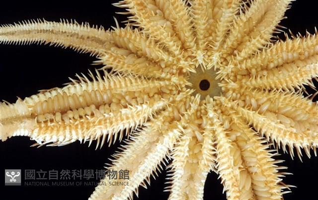 松砂海星藏品圖，第3張