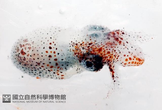 未知種船蛸藏品圖，第3張