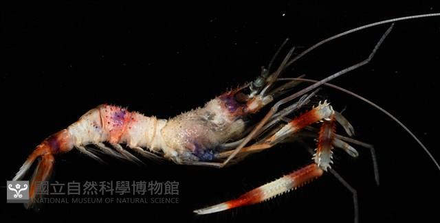 猥蝦(櫻花蝦)藏品圖，第3張