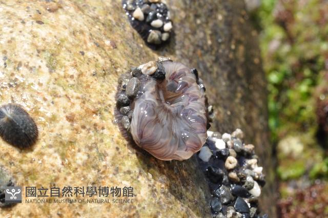 未知種海葵(海葵科)藏品圖，第3張