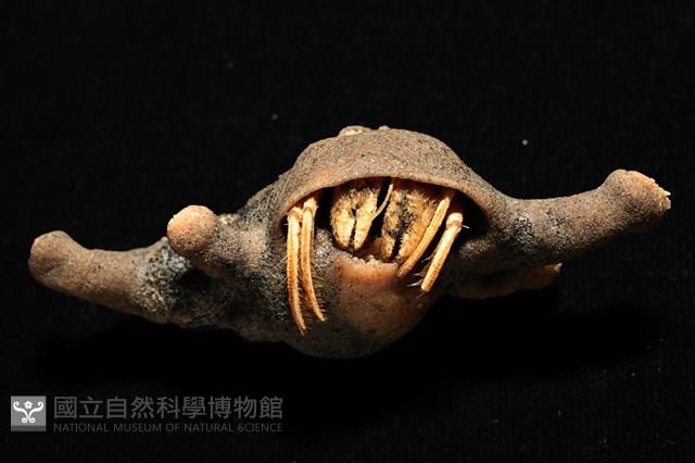 寄居蟹鞘群海葵藏品圖，第3張