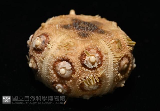 刺柄頭帕藏品圖，第3張