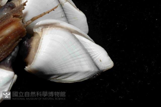 鵝茗荷藏品圖，第3張