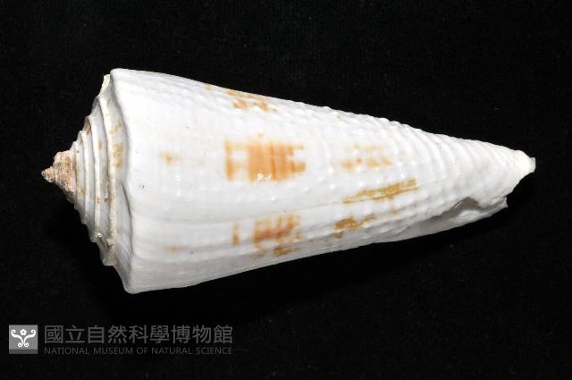 愛貓芋螺藏品圖，第3張