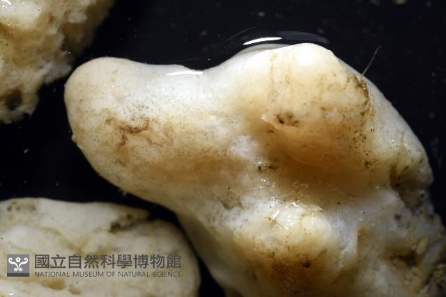 未知種海綿藏品圖，第3張