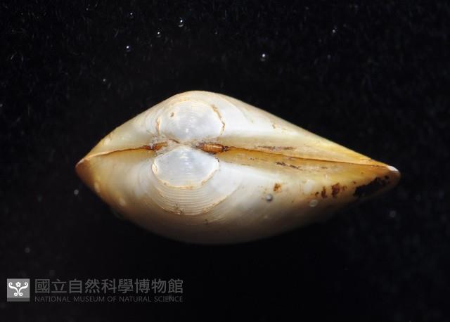 蒼鷹黃錦蛤藏品圖，第3張