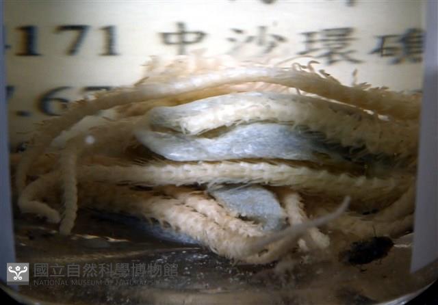 顯著菌蛇尾藏品圖，第3張