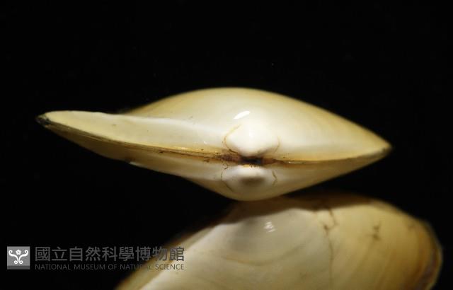 深淵馬刺蛤藏品圖，第3張