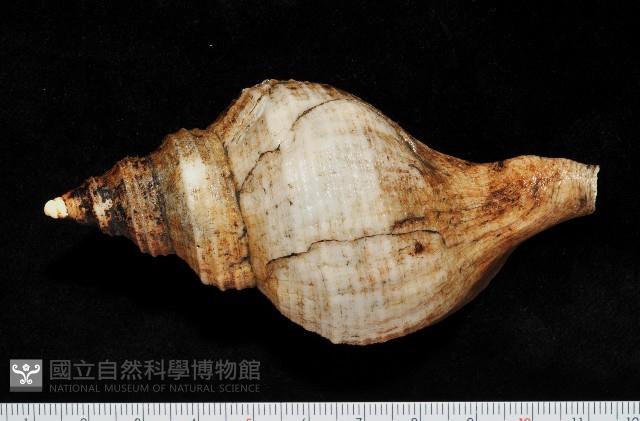 蝦夷峨螺藏品圖，第3張
