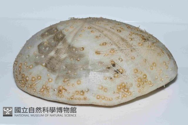 大脆心形海膽藏品圖，第3張