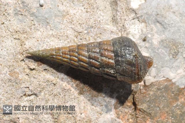 泥海蜷藏品圖，第3張