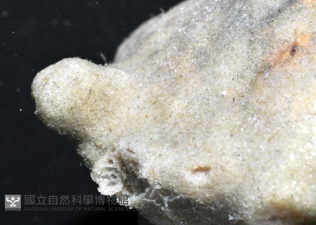 未知種鞘群海葵藏品圖，第3張