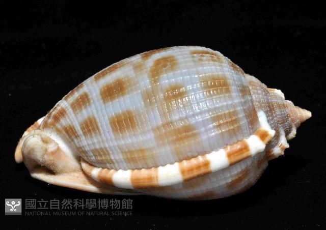 布紋鬘螺藏品圖，第3張