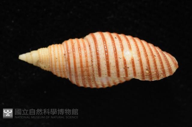 巧彫筆螺藏品圖，第3張