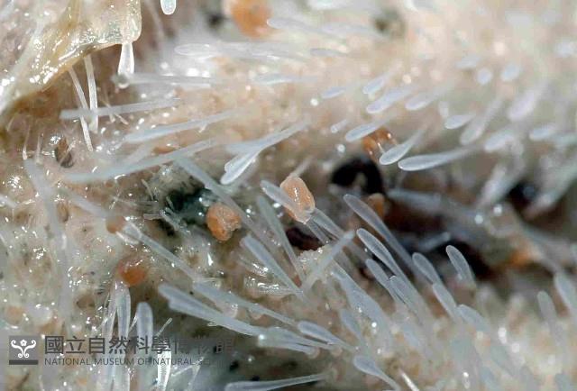 未知種高星海膽藏品圖，第3張