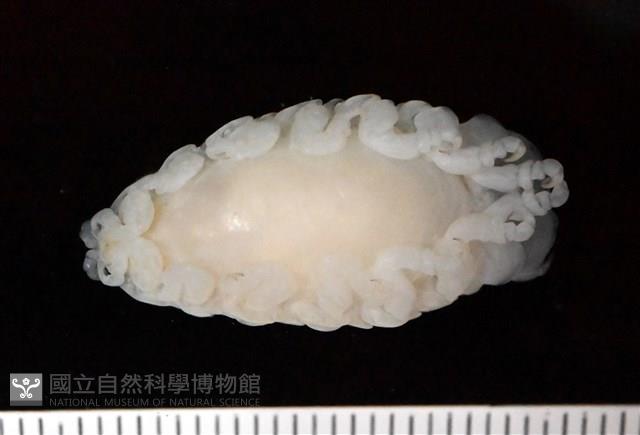 未知種縮頭水虱藏品圖，第3張