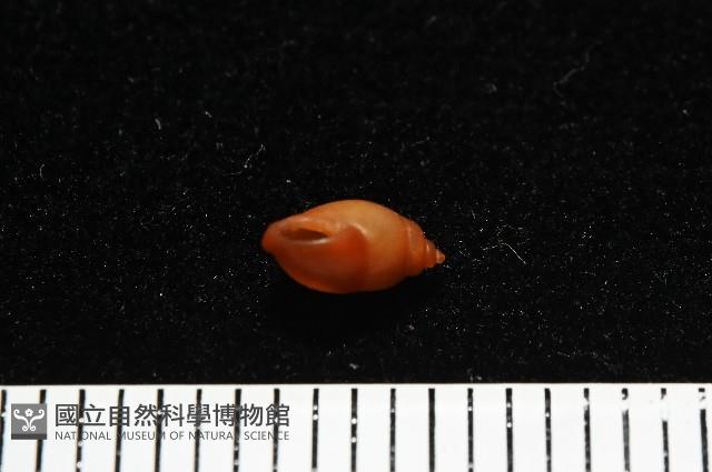 菲律賓粟螺藏品圖，第3張