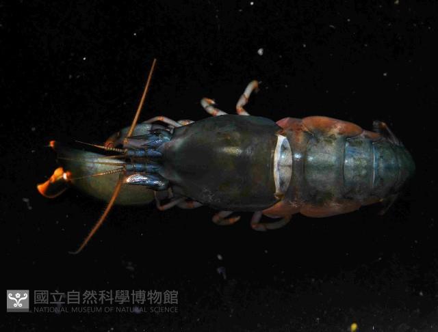 狄氏擬槍蝦藏品圖，第3張