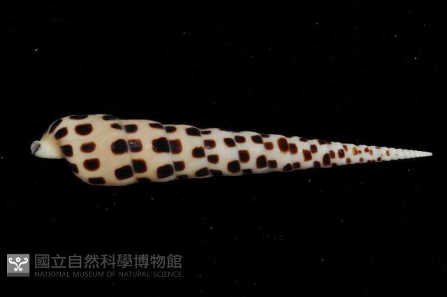 黑斑筍螺藏品圖，第3張