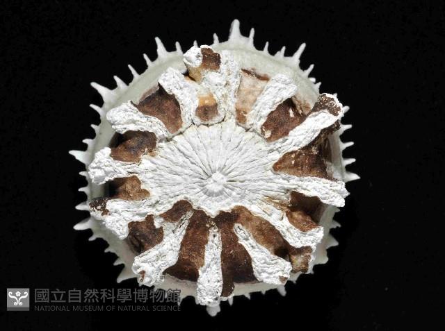 韋氏冠杯珊瑚藏品圖，第3張