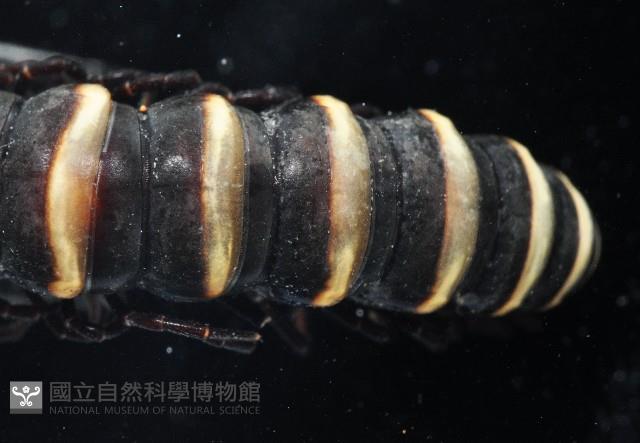 未知種似腹馬陸藏品圖，第3張