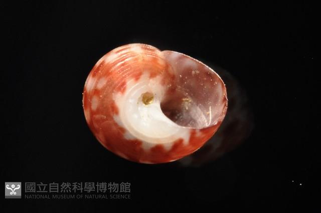 明輝蠑螺藏品圖，第3張
