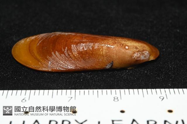 斧形深海殼菜蛤藏品圖，第3張