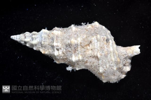 塔蟹守螺藏品圖，第3張