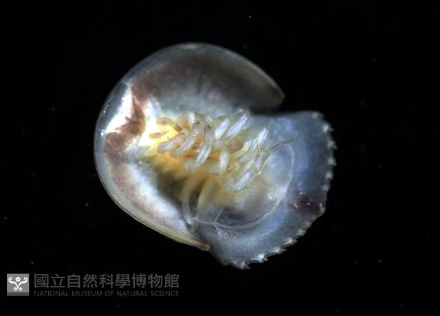 中國鱟(三刺鱟)藏品圖，第3張