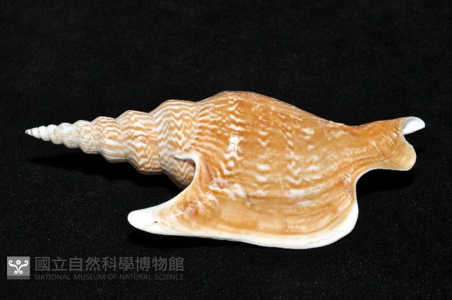 金斧鳳凰螺藏品圖，第3張