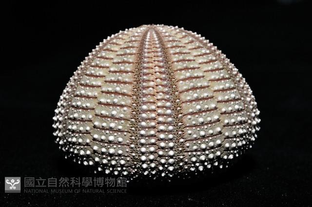 雙色角孔海膽藏品圖，第3張