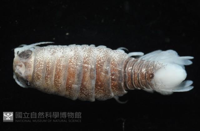 未知種浪漂水虱藏品圖，第3張