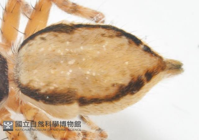 雙帶扁蠅虎藏品圖，第3張