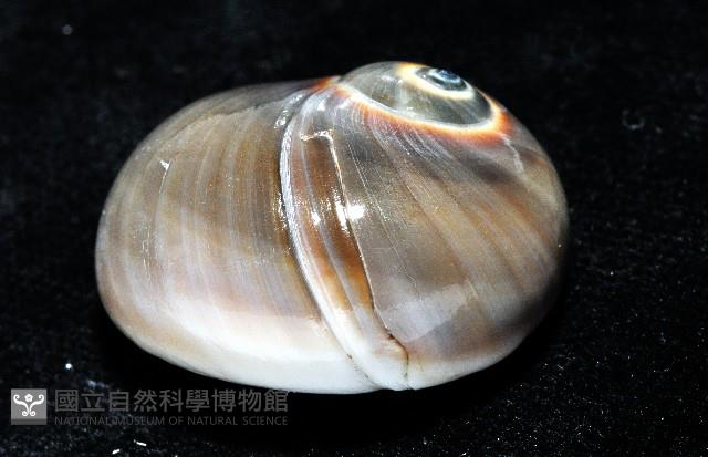 大玉螺藏品圖，第3張