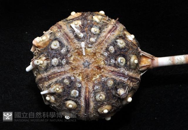 環棘柄頭帕藏品圖，第3張