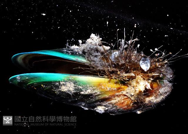 綠殼菜蛤藏品圖，第3張