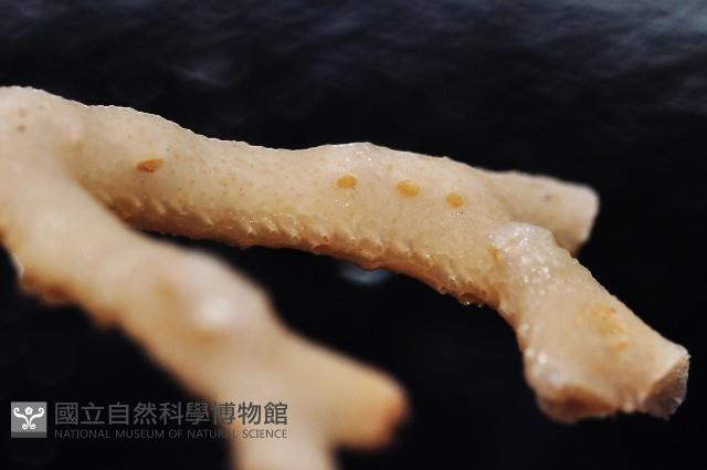 新種水螅珊瑚藏品圖，第3張