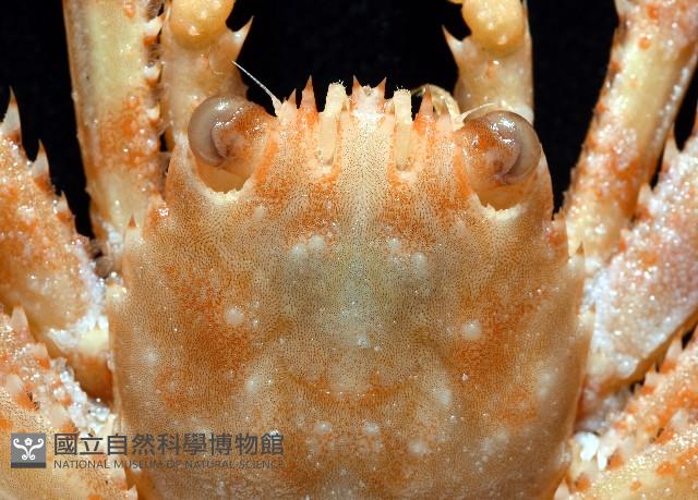 基氏盾牌蟹藏品圖，第3張