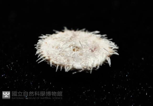 馬氏海錢(馬氏扣海膽)藏品圖，第3張