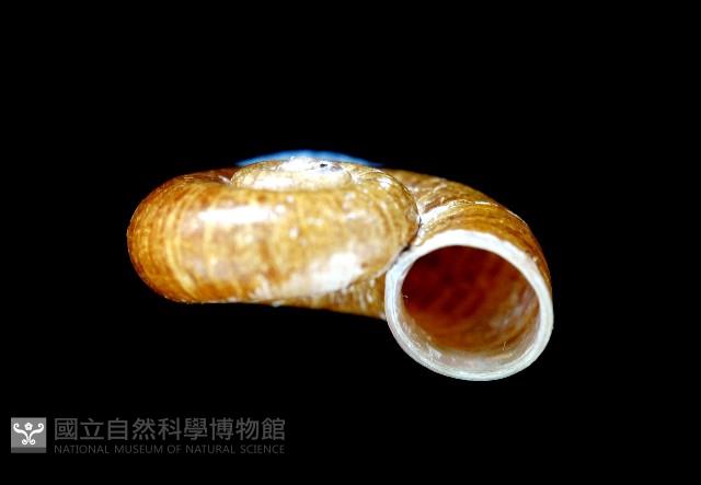 姬臺灣山蝸牛藏品圖，第3張