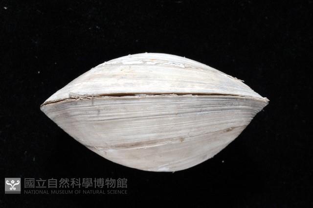 索足蛤藏品圖，第3張