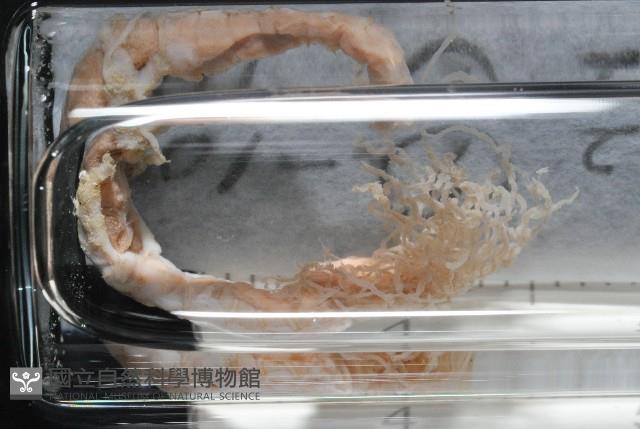 梧棲搓蟄蟲藏品圖，第3張