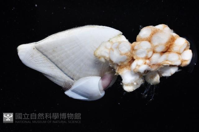 鵝茗荷藏品圖，第3張