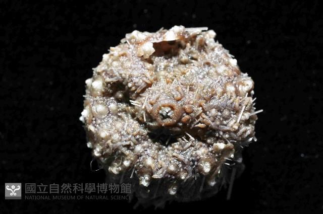印度近冠海膽藏品圖，第3張