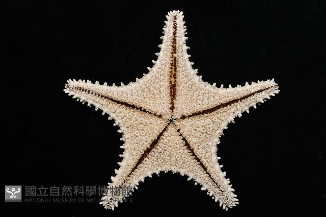 未知種馬海星藏品圖，第3張